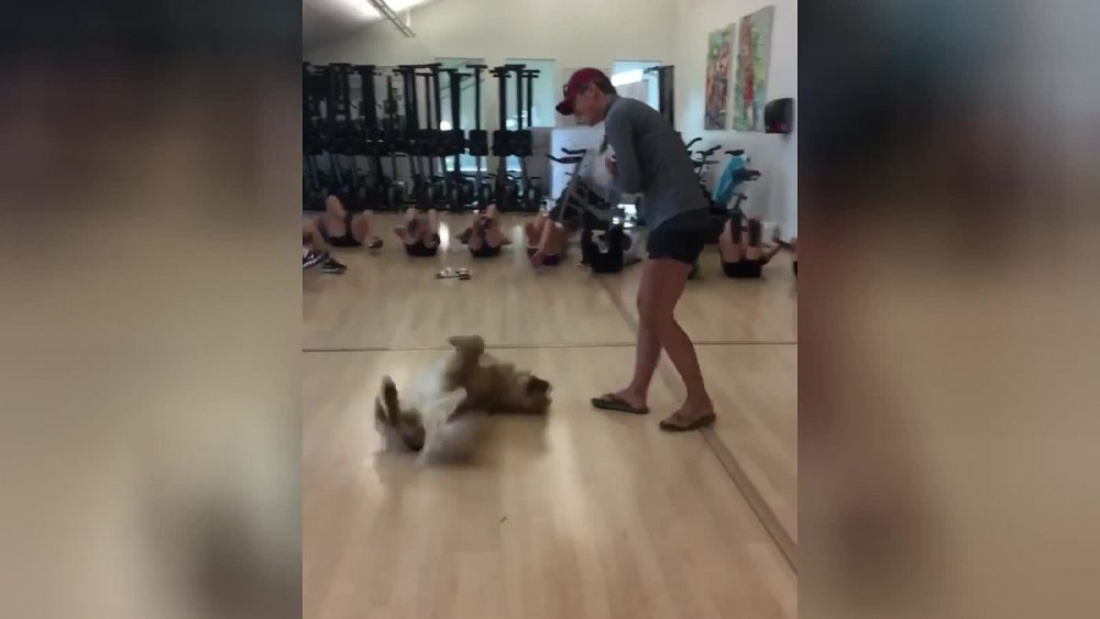 Куче зашемети всички с фитнес тренировките си ВИДЕО