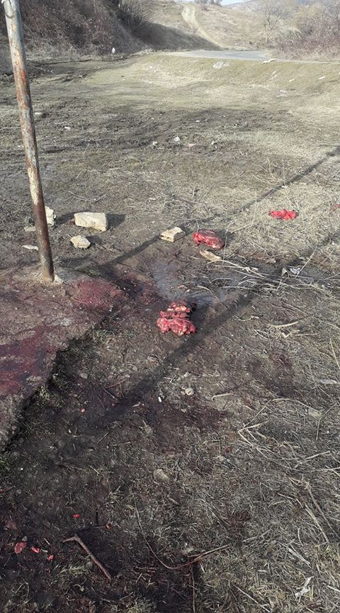 Кръв и вътрешности от труп край Железник СНИМКИ 18+