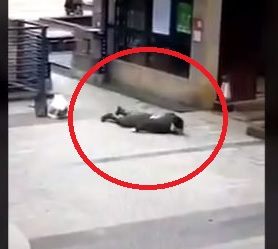 Хора падат по улиците, покосени от китайския вирус убиец! ВИДЕО