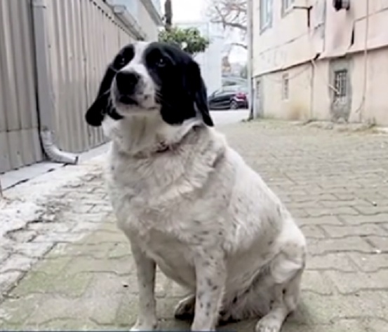 Улично куче, което помага на дечица да пресекат, стана звезда в мрежата ВИДЕО 