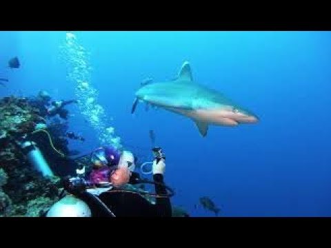 Уникално: Жена се защити с голи ръце от агресивна акула ВИДЕО