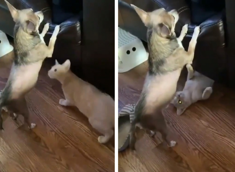Вижте как котка извърши измамна маневра, за да атакува куче ВИДЕО