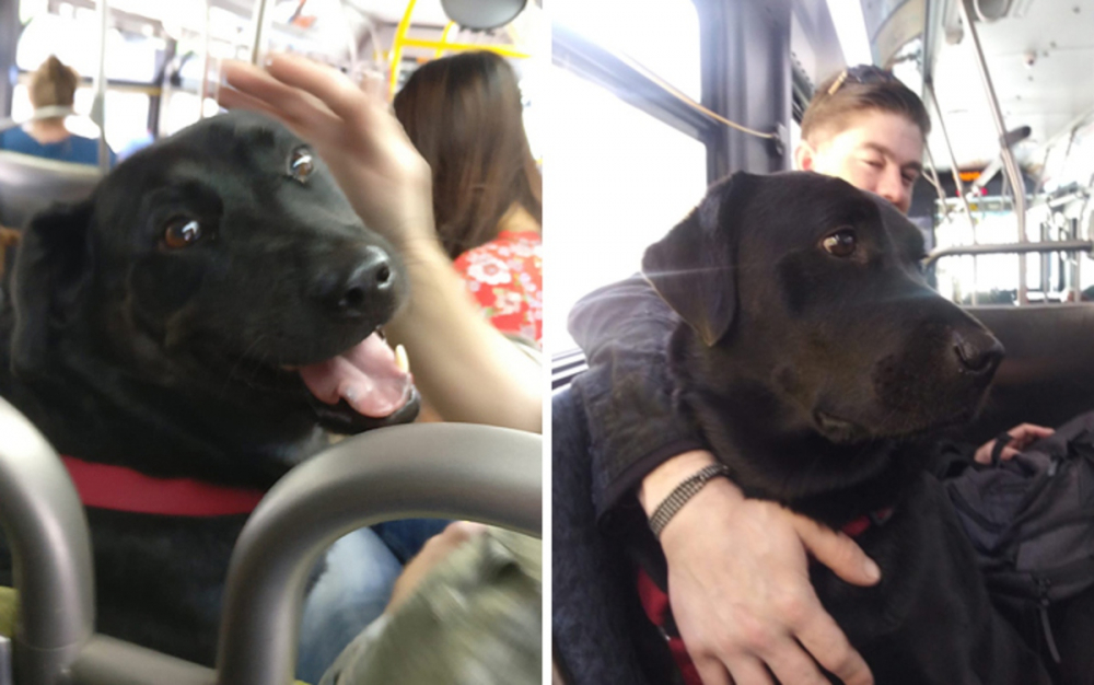 Куче спечели сърцата на всички, возейки се самостоятелно в автобуса СНИМКИ