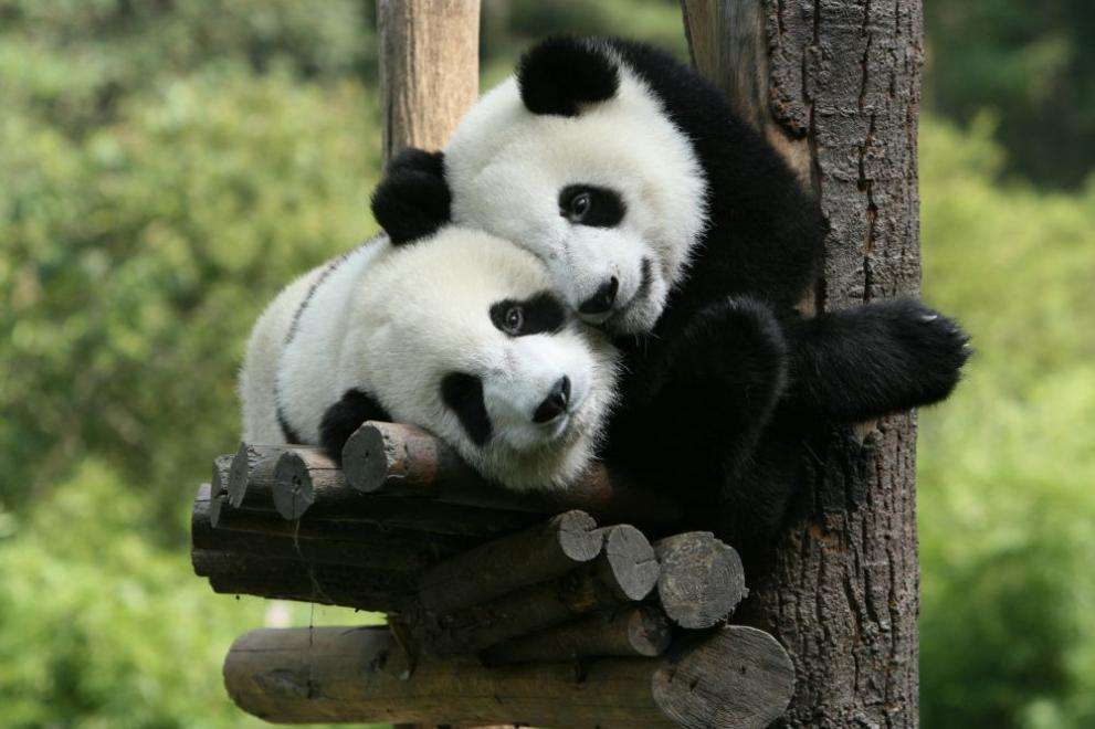 Пандите от Берлинския зоопарк излязоха за първи път пред публика ВИДЕО