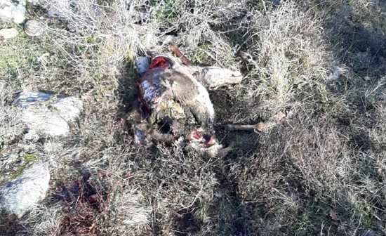 Зверство: Бракониери отрязаха краката и рогата на елен край Приморско, а после... СНИМКА 18+