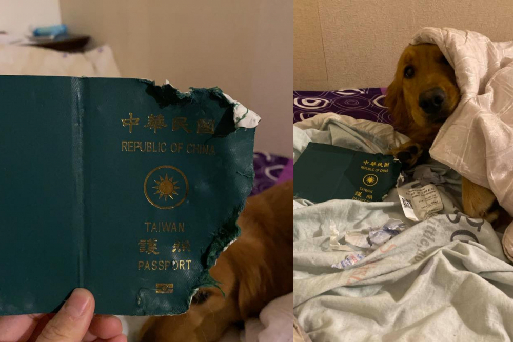 Кученце нагриза паспорта на стопанката си и така ѝ спаси живота 
