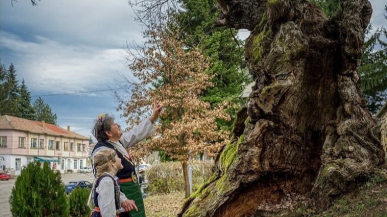 Вековен дъб от Ново село се бори за „Европейско дърво на годината“ СНИМКА