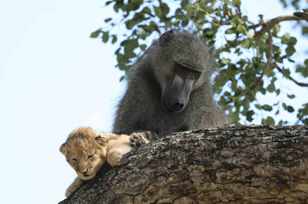 Уникално: Истински животни повториха сцена от "Цар лъв" ВИДЕО
