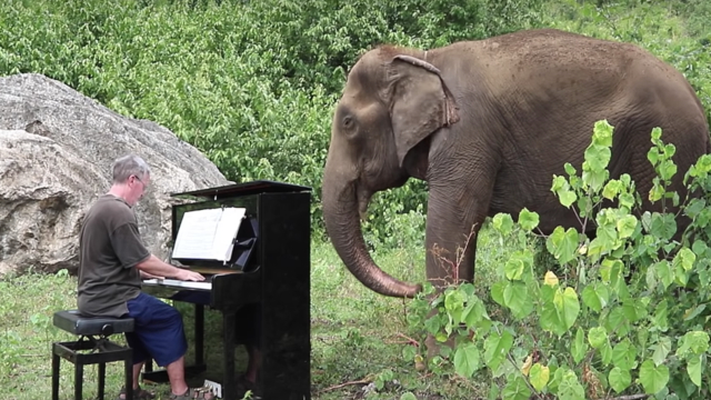 Пианист успокоява слепи и болни слонове – свири им класическа музика ВИДЕО