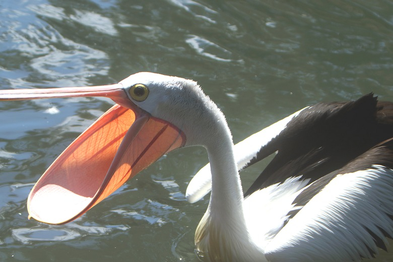 Нахален пеликан ограби рибар посред бял ден ВИДЕО