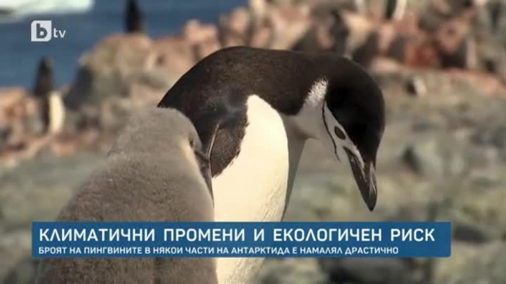 Мор: Броят на пингвините в някои части на Антарктида е намалял драстично