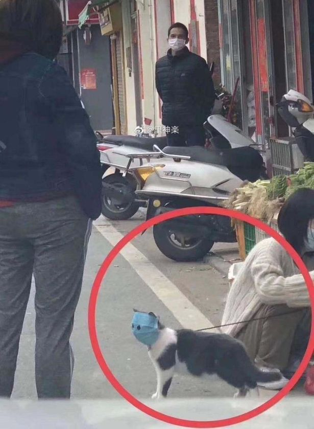 В Китай е страшно: И котките тръгнаха с маски СНИМКИ 