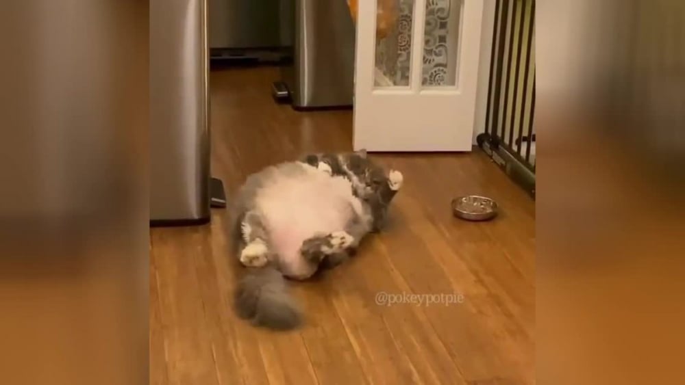 Мързеливият опит на дебела котка да стигне до купа с храна ще ви разсмее ВИДЕО
