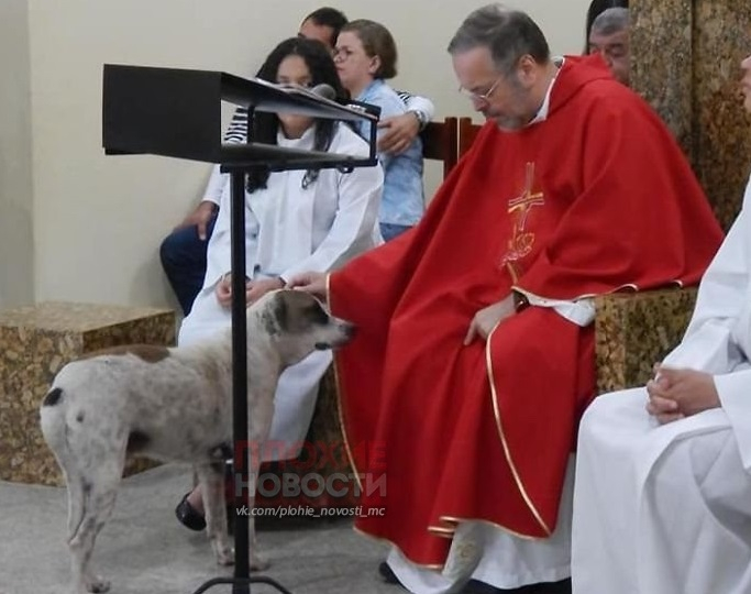 Свещеник лови бездомни кучета, а после... СНИМКИ