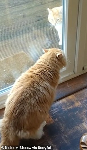 Домашна котка прогони със странни звуци бездомен събрат от дома си ВИДЕО 