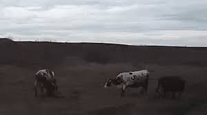 Ужасяващо ВИДЕО: Разярен бик уби фермер 18+ 