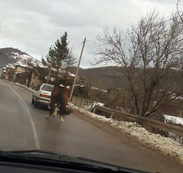 Грозна сцена с кон, вързан за теглич, вбеси България ВИДЕО