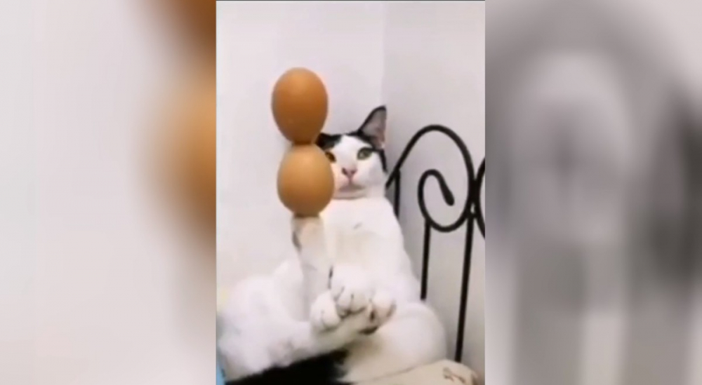 Ловка котка показа суперспособност и изуми интернет ВИДЕО