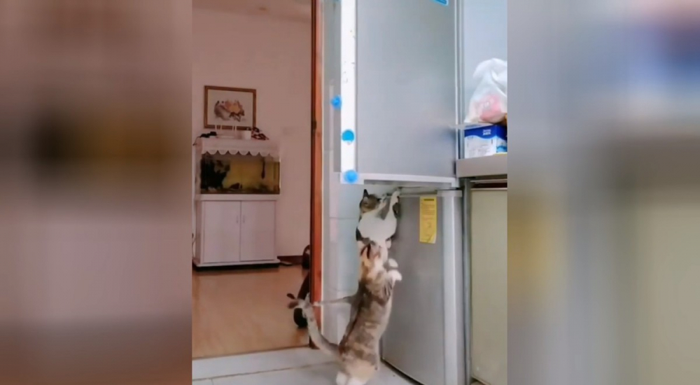 Вижте как две котки дръзко отмъкнаха пилешко от хладилника ВИДЕО