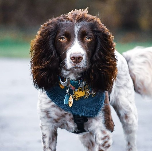 Кученце стана звезда в Инстаграм заради необичайната си прическа СНИМКИ 