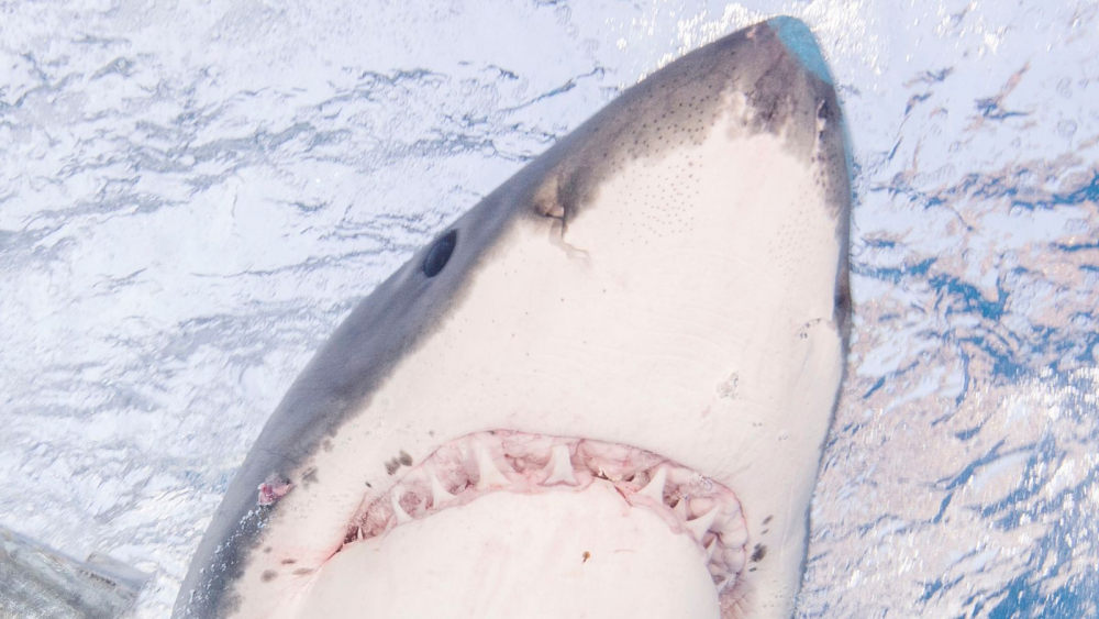 Не е за вярване как сърфист се спаси от кръвожадна бяла акула СНИМКА