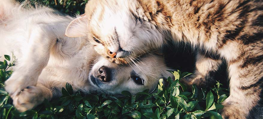 Хибрид между котка и куче стана хит в мрежата СНИМКИ