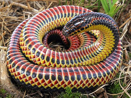 Изключително рядка змия бе забелязана от туристка СНИМКА
