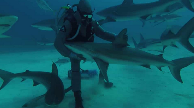 Мъж направи нещо изумително с акула ВИДЕО