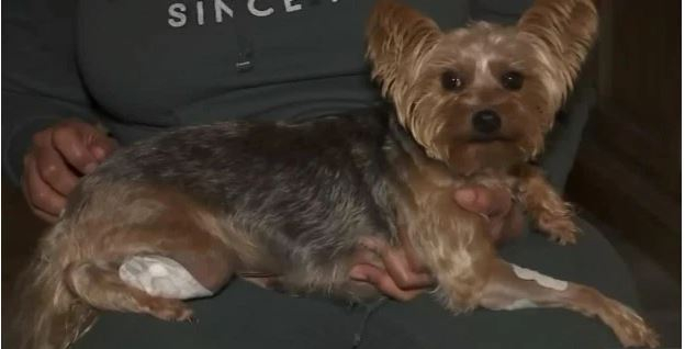 Храбро кученце спаси стопанката си от въоръжени крадци 
