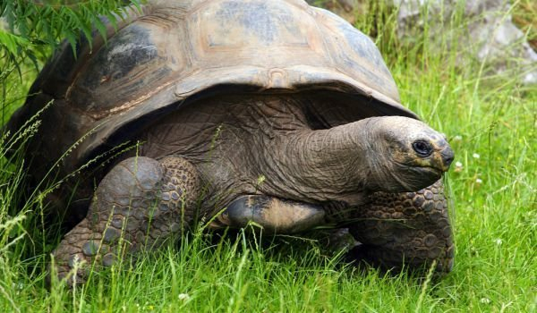 Има надежда! Откриха гигантска костенурка, смятана за изчезнала СНИМКИ