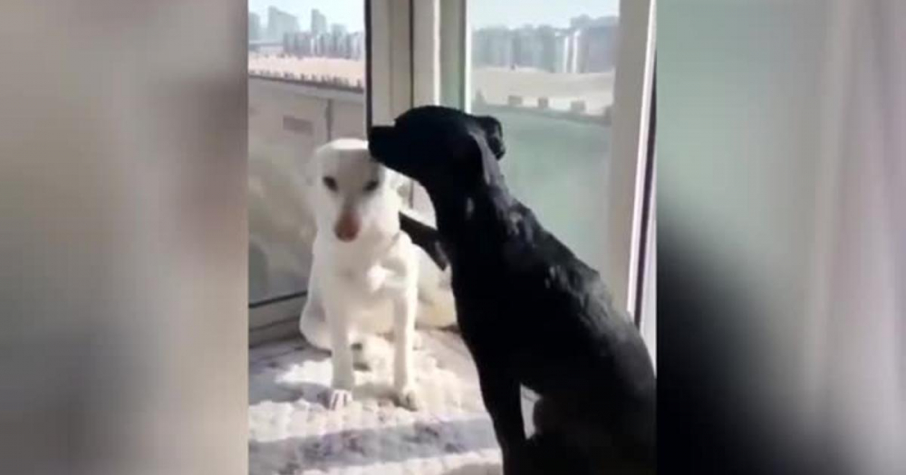 Трогателно ВИДЕО: Кученце ободри своя тъжен приятел с прегръдка 