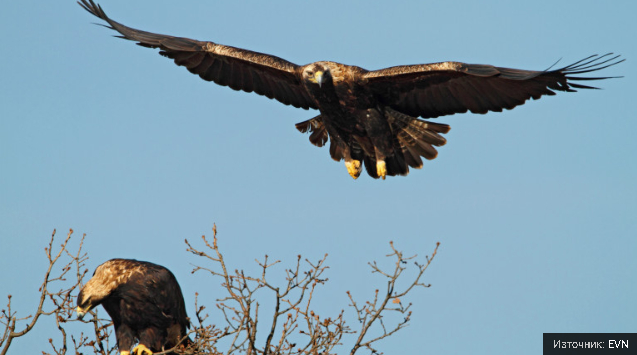Бяха открити три двойки от световно застрашения царски орел