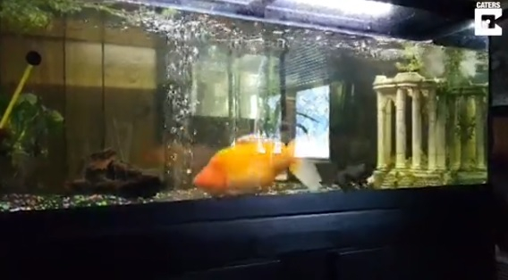 Златна рибка изяде всички в аквариума и порасна до огромни размери