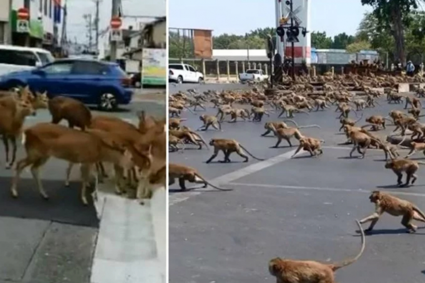 Апокалиптично: Животни превзеха улиците на градовете в карантина