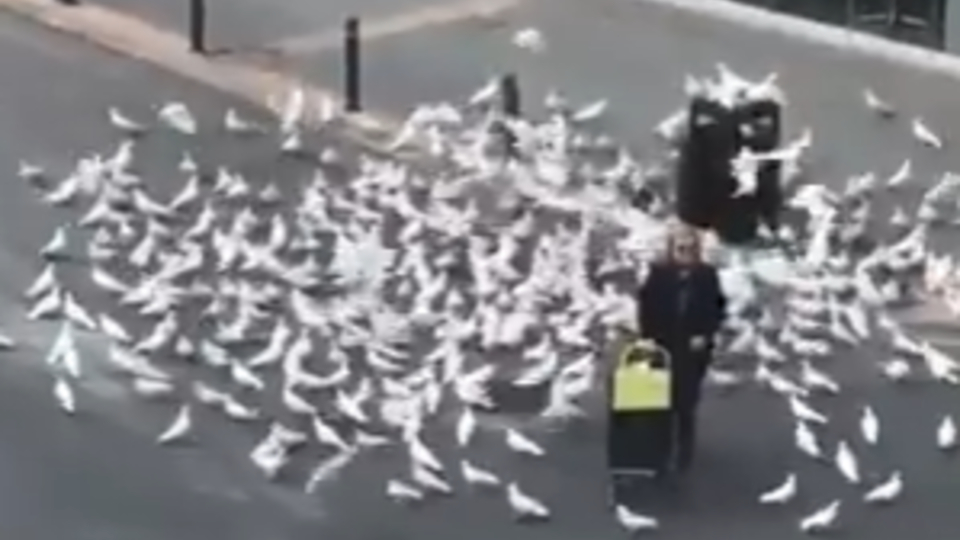 По Хичкок: Изгладнели от COVID-19 гълъби в Испания започнаха да нападат хора ВИДЕО