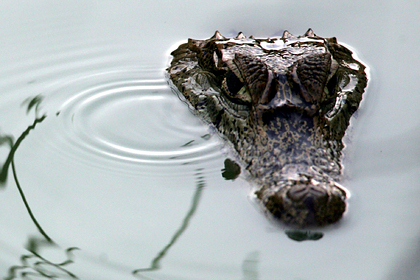 Човешки останки откриха в корема на крокодил 