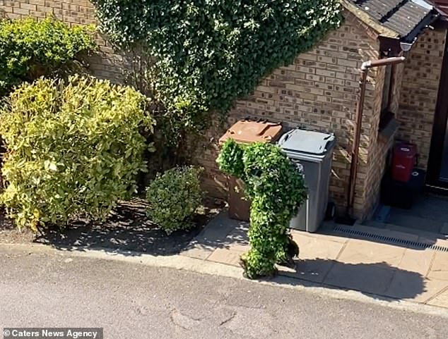 Уникално: Мъж се престори на храст, за да избегне карантината ВИДЕО