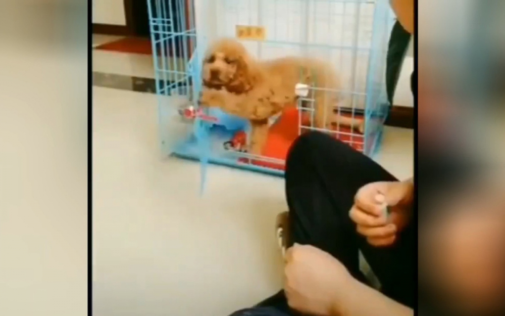 Забавно ВИДЕО: Куче се обиди на собственика си и се заключи в клетка 
