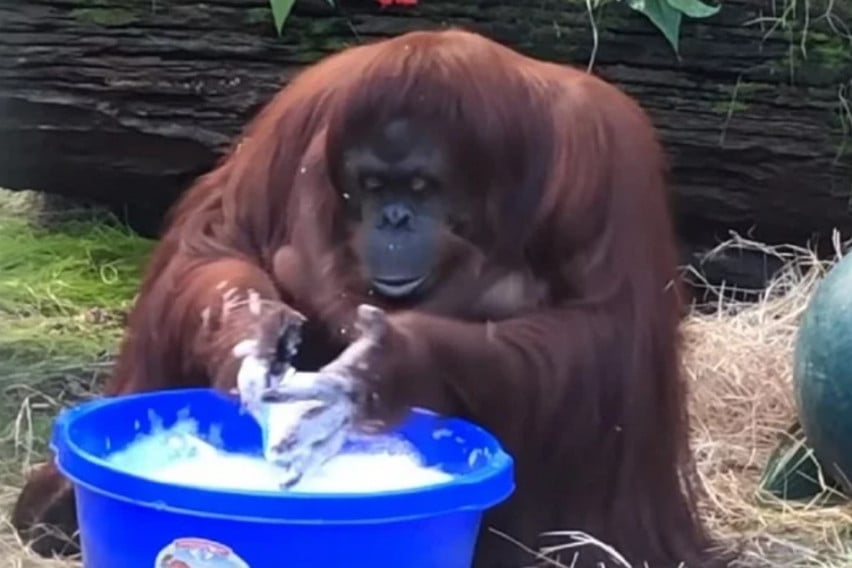 Орангутанка  видя хората как мият ръцете си, и започна и тя ВИДЕО