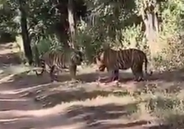 Ожесточен сблъсък на тигри в Индия заснеха на ВИДЕО