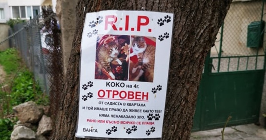 Във Варна разлепиха некролог на коте: Коко на 4 г., отровен от садиста в квартала