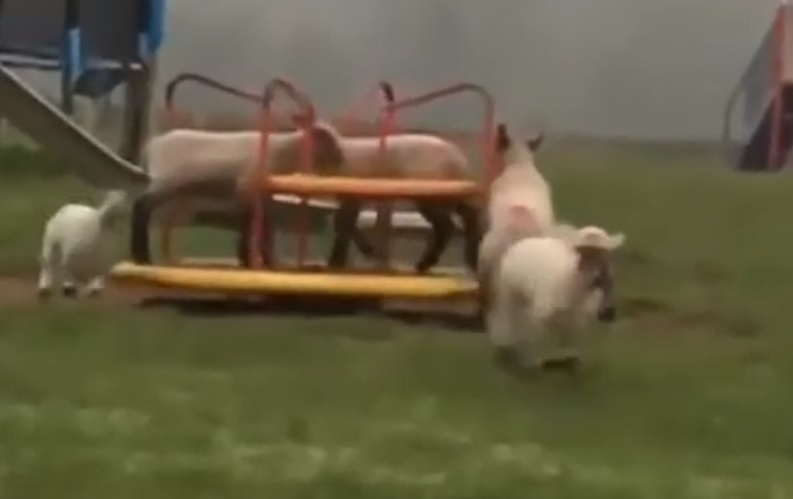 Овце си играят на детска площадка в Уелс на фона на пандемията ВИДЕО