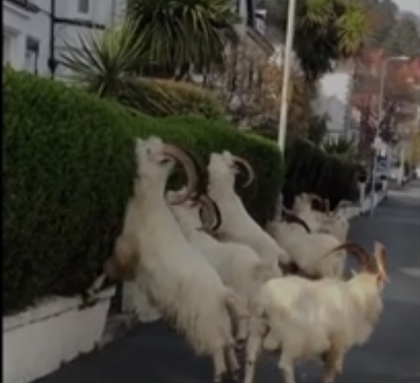 Пустош: Диви кози ядат жив плет в град под карантина ВИДЕО 