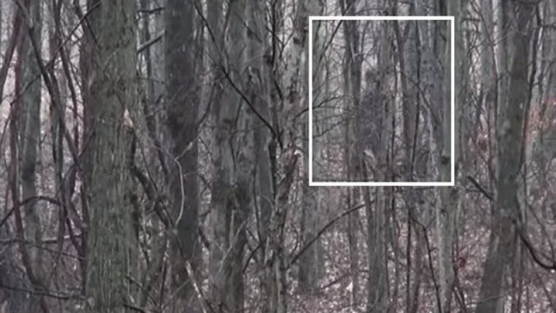 ВИДЕО запечата Снежен човек в американска гора