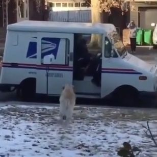 Куче, което прибира пощата вместо стопанката си под карантина, умили мрежата ВИДЕО 