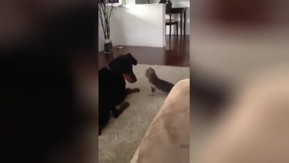 Малко коте и голямо куче разсмяха мрежата с играта си ВИДЕО