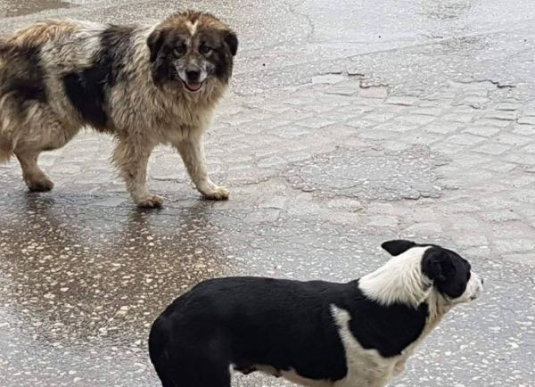 Застреляни кучета потресоха граждани на Роман