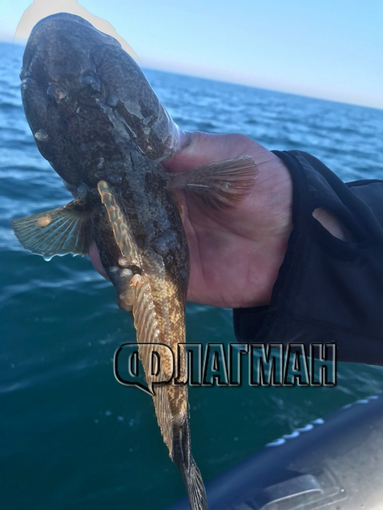 Рибари от Несебър извадиха ужасяващи твари от Черно море ВИДЕО 