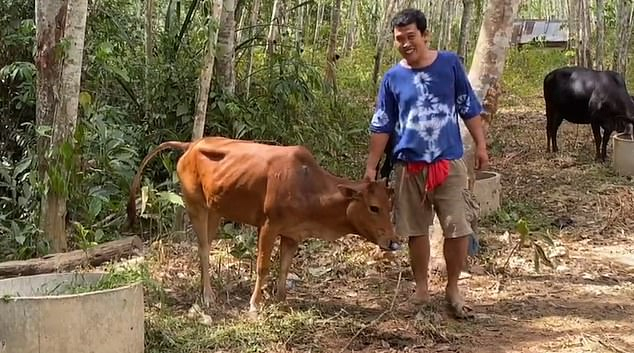 Крава оцеля след 4 изстрела в главата и избяга, а после... ВИДЕО 