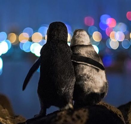 Тази СНИМКА на два пингвина разплака света от умиление